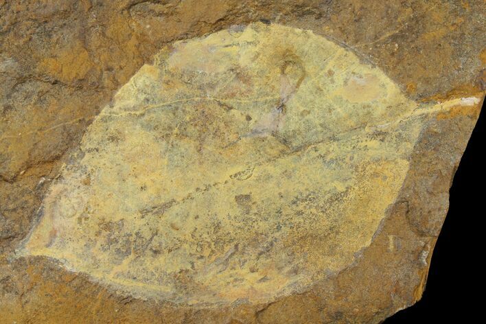 Paleocene Fossil Leaf - North Dakota #95506